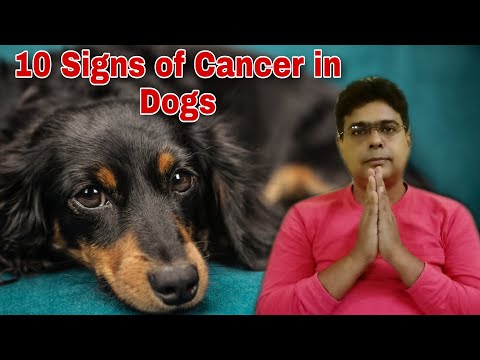 वीडियो: कुत्तों में कैंसर के 10 लक्षण
