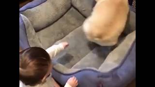 Naughty little boy playing with his dog