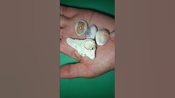 #stone#shell#coral#fossil👋🙏
