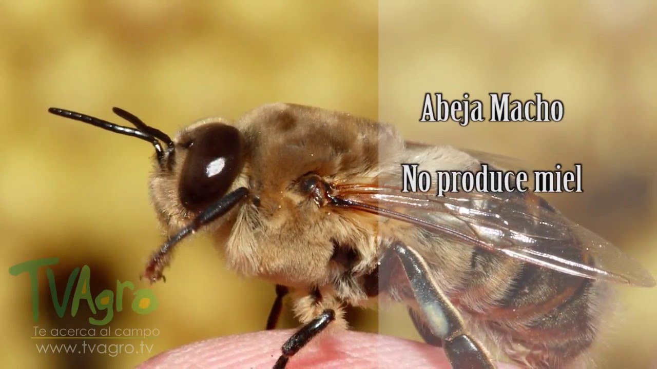 Saliente Serpiente Sinewi Cómo se reproducen las abejas - TvAgro por Juan Gonzalo Angel - YouTube
