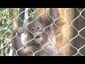 Orangutan couple Isim and Gangsa💕 Kalim & baby 💛🧡