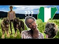 Caucasian Shepherds: Suitable for Nigeria??? の動画、YouTube動画。