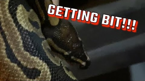 Ball Python Bite! How bad is the bite?