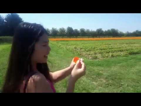 Video: Hoa Calendula: Cách Trồng Calendula