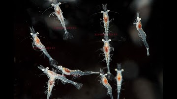 Việt Úc với các giải pháp Sản xuất tôm giống chất lượng & Nuôi tôm công nghệ cao tại Bình Định