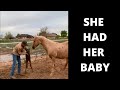 HER FIRST FEW MINUTES OF LIFE | BABY HORSE IS FINALLY HERE