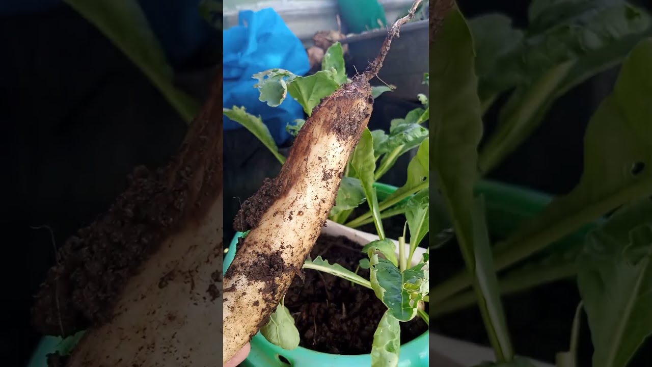 Grow Radish in Container (Homegrown organic garden) YouTube