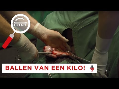 Video: Moeten Huisdieren Gesteriliseerd Worden?