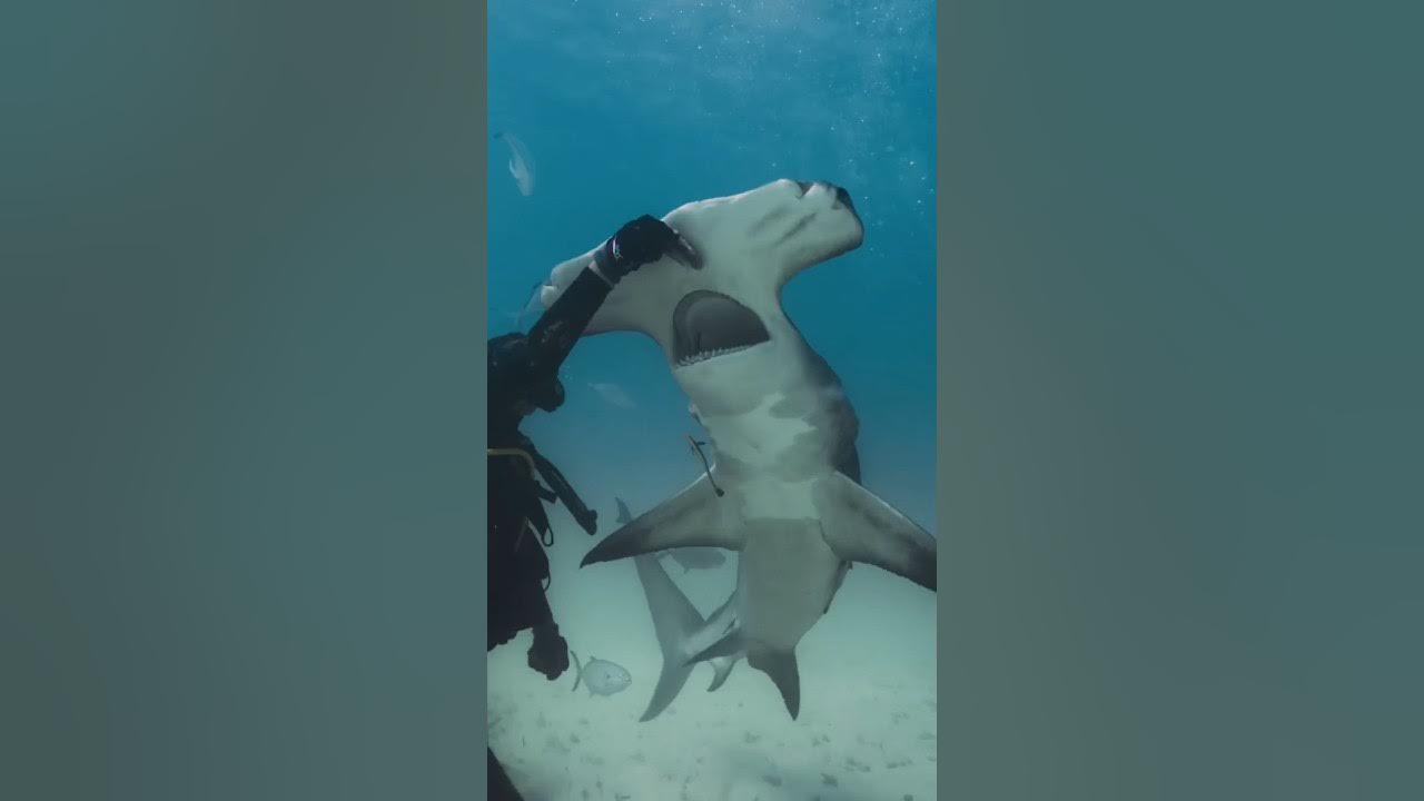 Great Hammerhead Shark YouTube