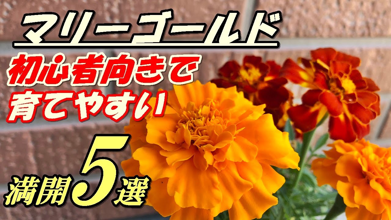 花】マリーゴールドの育て方・植え付け - YouTube