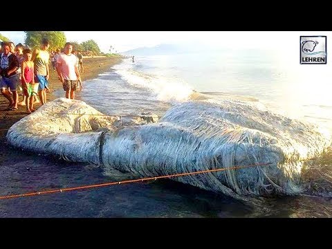 Mysterious Hairy Sea Creature Washes Up On Beach & Terrifies Locals | WTF