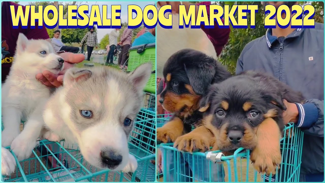 Wholesale Puppy Market in Punjab, Jalandhar Recent Prices Science