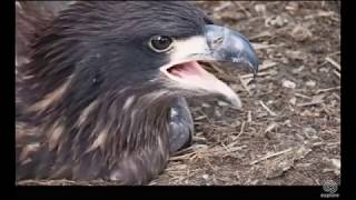 Decorah Eagles-N2B-A little Nest Break-Calls to sibling-Zoom_6.26.18