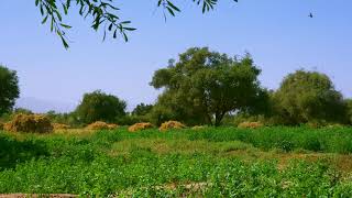 Captivating Birds, Forest Ambience in Ouled Teima, Morocco - أجواء الغابة في أولاد التايمة، المغرب