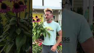 National Perennial Month | Eckert's Belleville IL