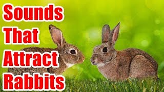 Sounds That Attract Rabbit