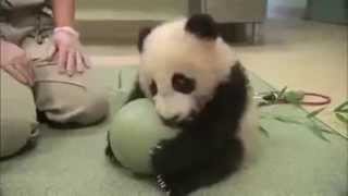 الباندا حيوانات ظريفة Panda cute animals