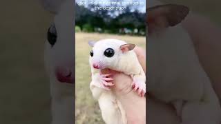 Top 😎 Funny animals videos - Try Not To Laugh 😂😆🤣 - 107 #Shorts