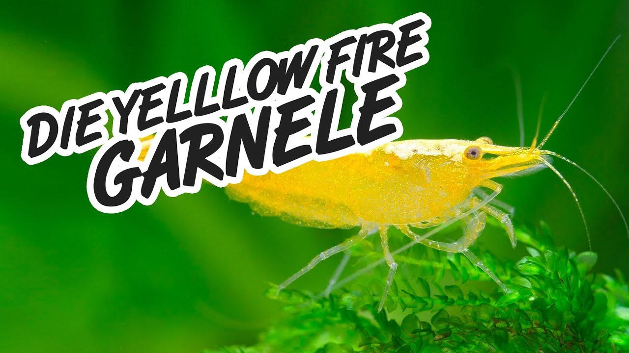 Alles über die Yellow Fire GARNELE 🦐