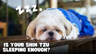 How Much Sleep do Shih Tzus Actually Need?
