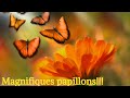 Butterflies  papillons vol du papillon