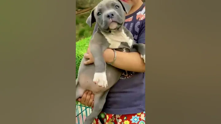 #dog #shorts #trending American bully cute puppy 2 months old
