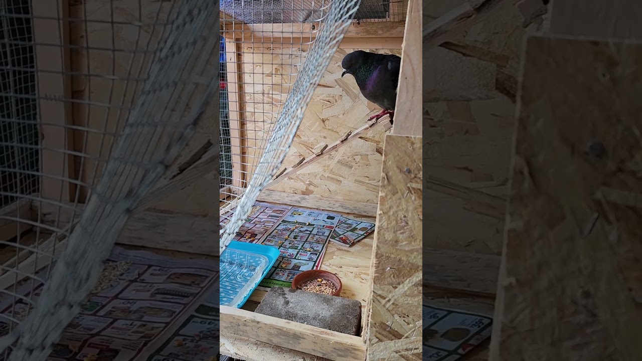 Bird 🐦  box 📦  😁 