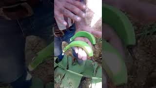 تجربة كروب بلس على سبايط الموز لاستطالة صابع الموز