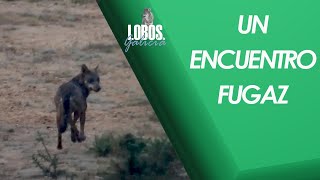 Lobos de Galicia. Un encuentro fugaz. (Canis Lupus signatus) Lobo ibérico