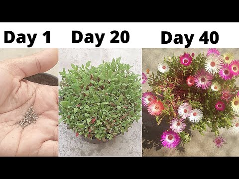 वीडियो: घर पर ईस्टा उगाना और देखभाल करना (60 तस्वीरें): गमले में बीज से एलुस्टा कैसे उगाएं? एक इनडोर फूल लगाना। घर पर रोपाई के लिए बारहमासी ईस्टा कैसे उगाएं?