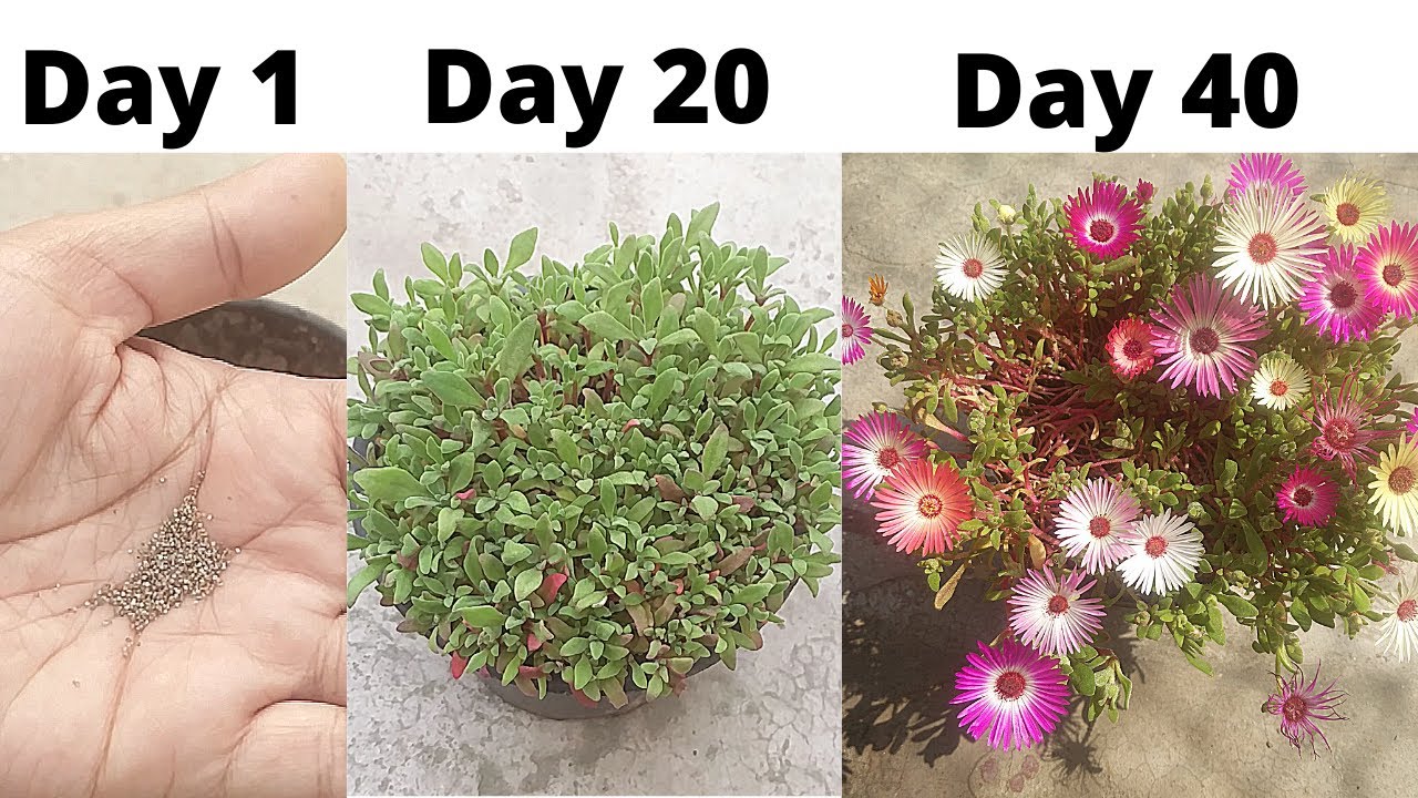 बीज से फूल तक आइस प्लांट (Ice Plant) को बीज से कैसे उगाएं? Grow Ice