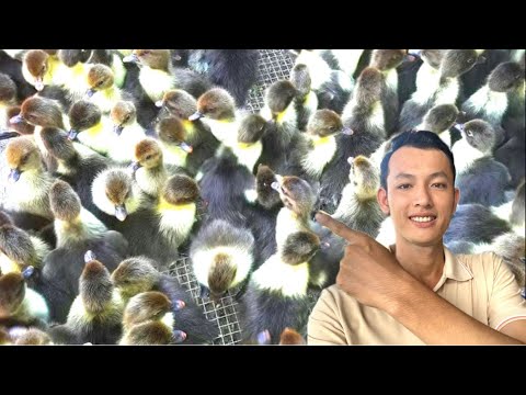 chuồng vịt sim siêu khủng lồ & vịt sim khủng lồ 500 con - YouTube