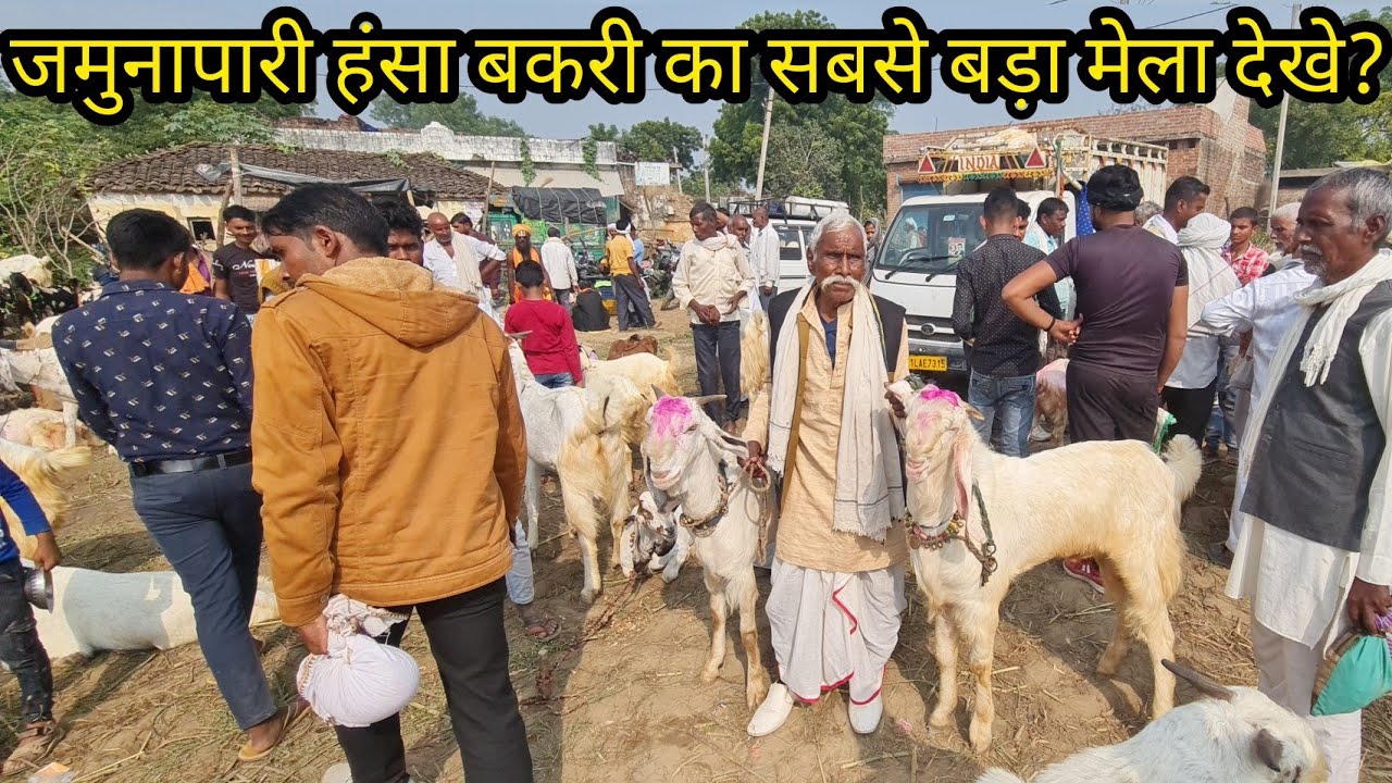 Jamunapari Pachnada Mela | Chambal Ki Rani Jamunapari Bakri | #goatfarming #beatifulgoat