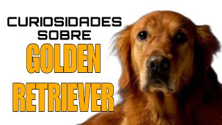 O que ninguém te conta sobre o Golden Retriever