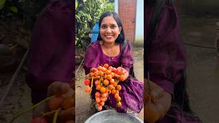 🍑മൂട്ടി പഴം കഴിച്ചിട്ടൊണ്ടോ😋😍#ytshorts #forestlife #villagelife