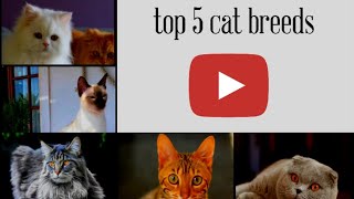 top 5 cat breeds