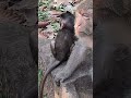 #Shorts #YouTubeShorts #ViralShorts #TrendingShorts #CuteAnimals #AnimalShorts #FunnyAnimals #CuteA