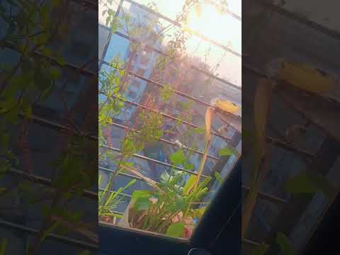 find the sparrow 🐦#morning #plants