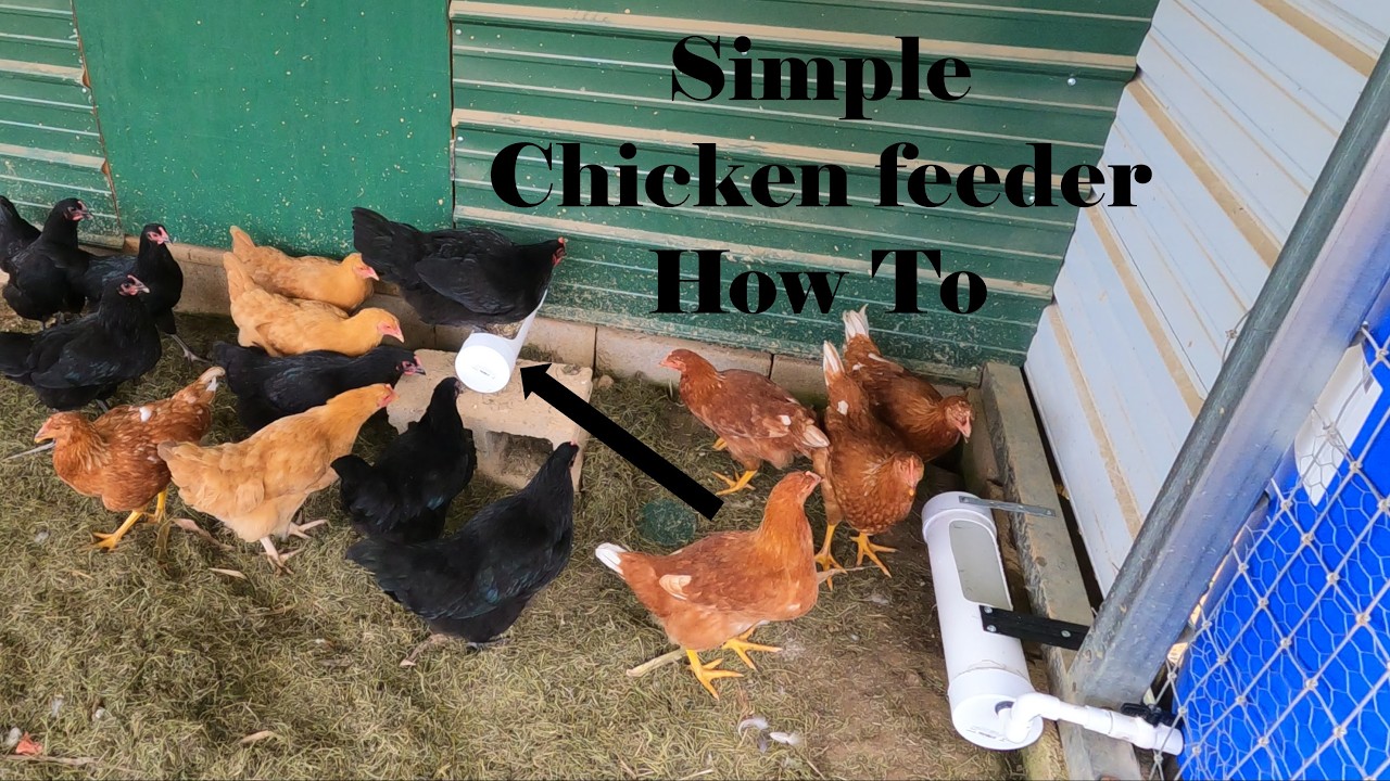 How to Build a Simple Chicken Feeder - YouTube