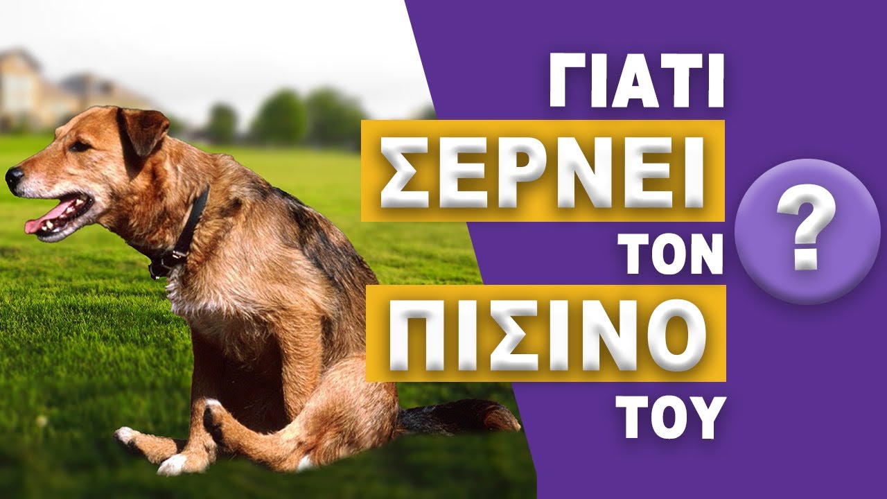 Περιπρωκτικοί Σάκοι!
