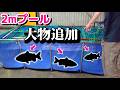 大型魚を庭で捕獲!巨大プールに追加すると…