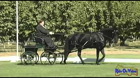 10D Alyson Harris Training Single Horse Dressage a...
