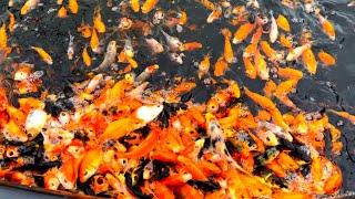 Update On The 1000s Of CuttleBrook Koi Farm’s Japanese Koi Fry !