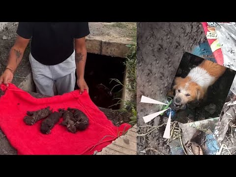 Video: Smart Mama Dog Mengubur 9 Anak Anjingnya Untuk Menyelamatkan Mereka Dari Kebakaran Hutan Awasi Penyelamatan Mereka!