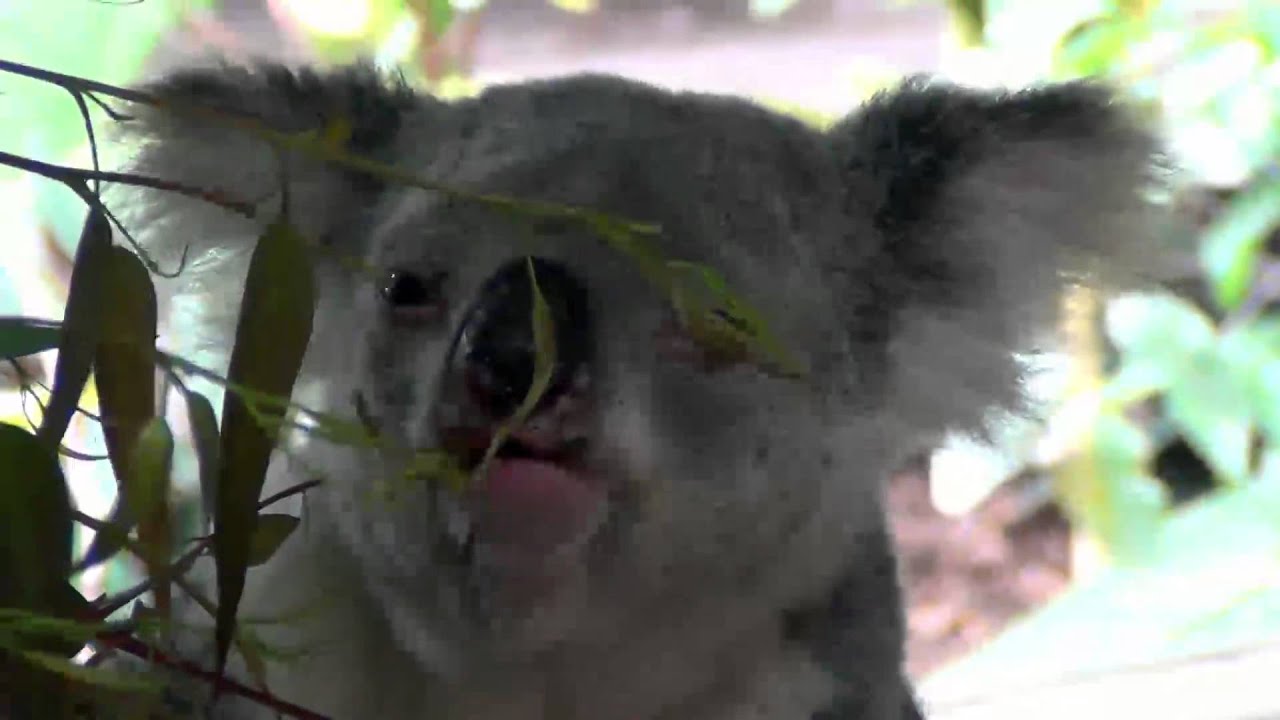 Cairns Tropical Zoo - Koala