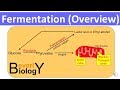 Fermentation Overview (updated)