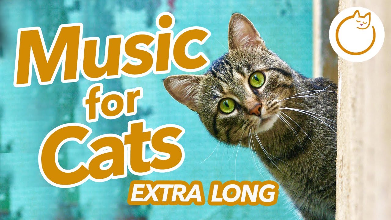 extra-long-music-to-calm-your-cat-20-hours-of-intense-lullaby