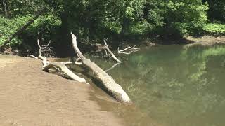 Wetland Functions: Flooding and Sediment Reduction