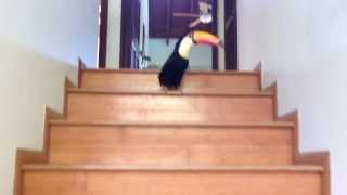 Toucan Hopping Down the Stairs screenshot 3