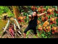 Survival in the rainforest - Find fruits and meet of sweet potato with fish - Eating delicious